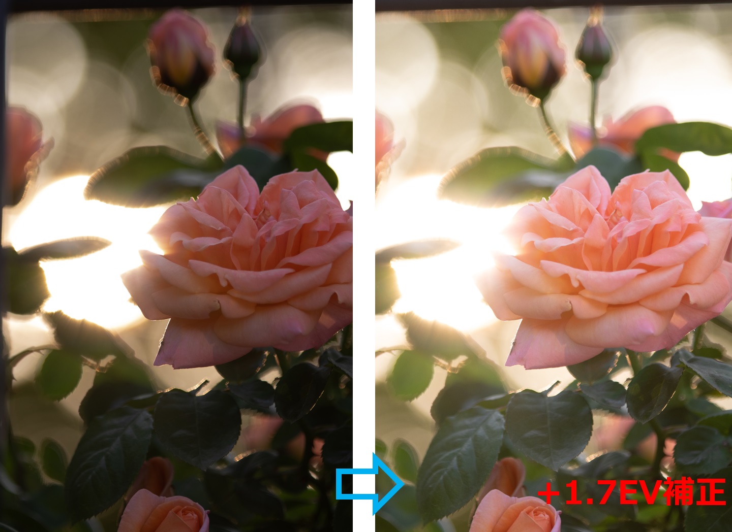 逆光で暗い画像を露出補正で明るくする