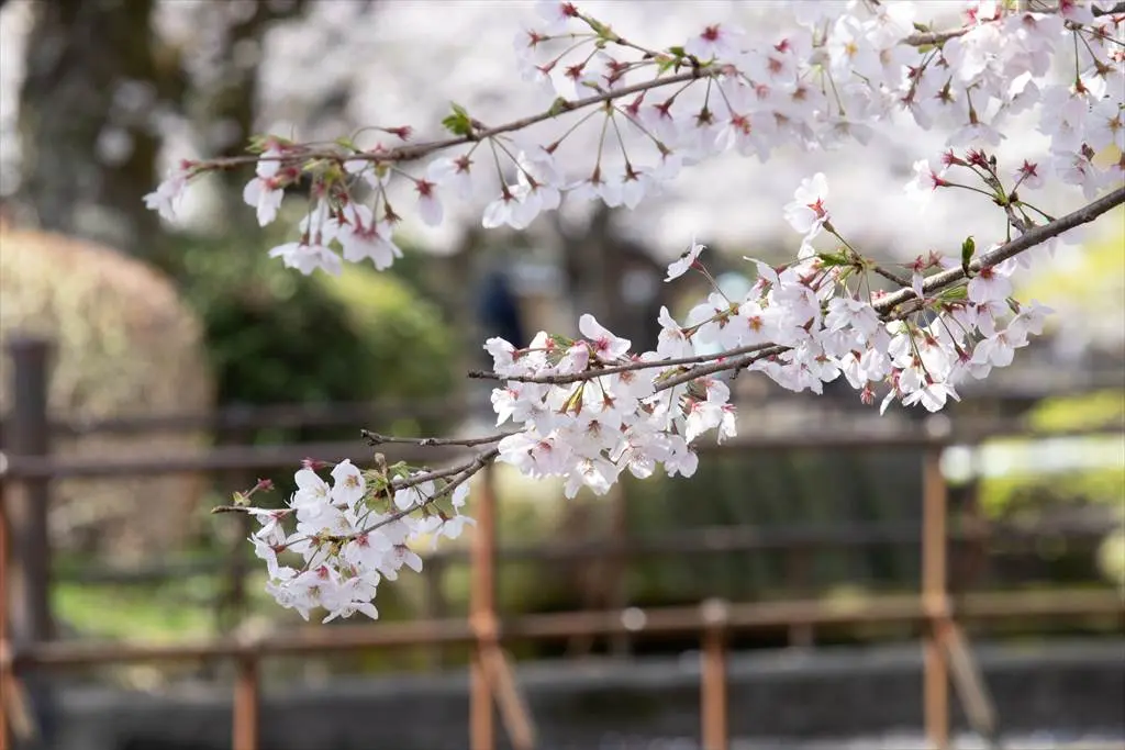 EF-S55-250mmで撮った桜の写真