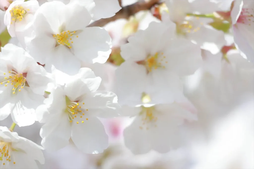 EOS R10&RFS55-210mmで撮った桜の写真