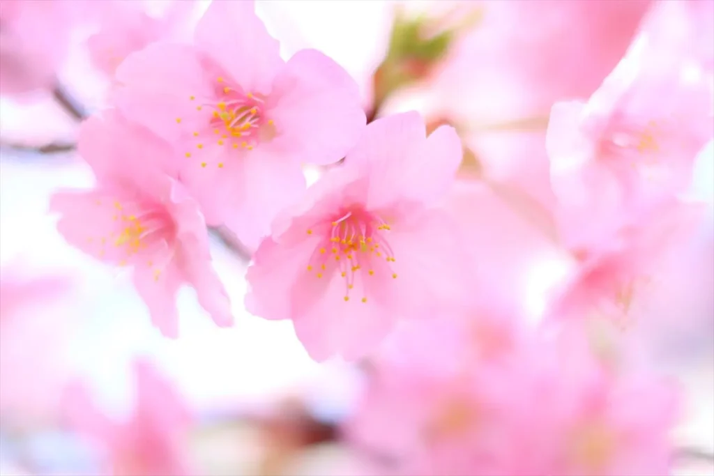 RF50mm F1.8 STM作例　桜