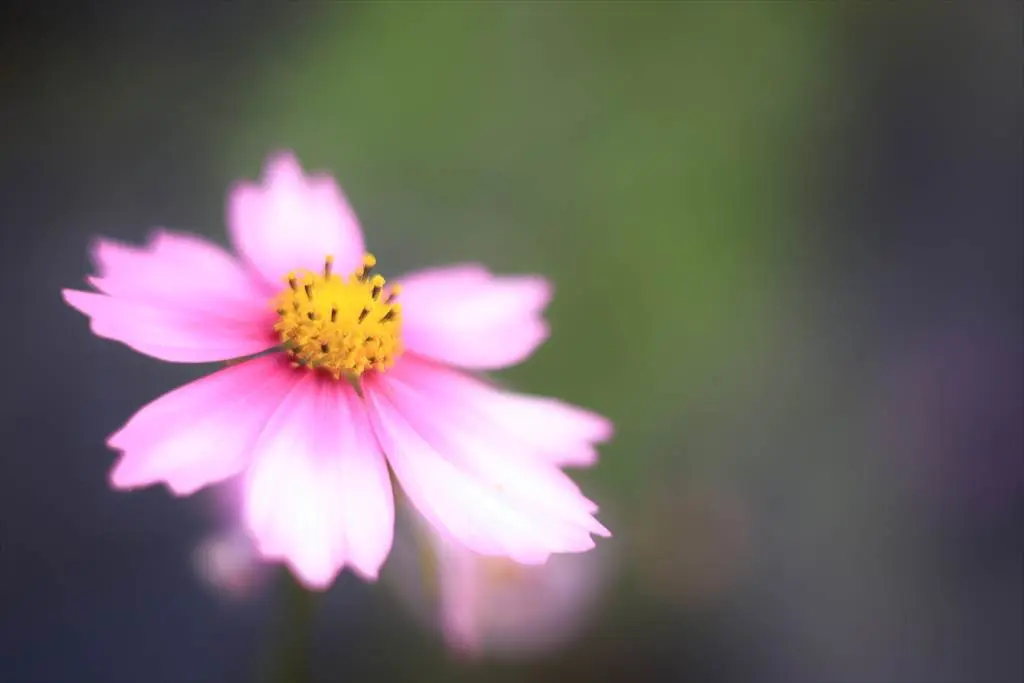 RF50mm F1.8 STMのF1.8サンプル　コスモス