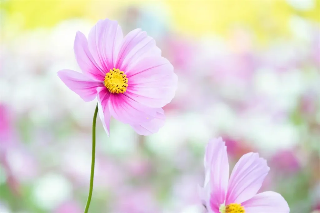 背景が綺麗にボケた花