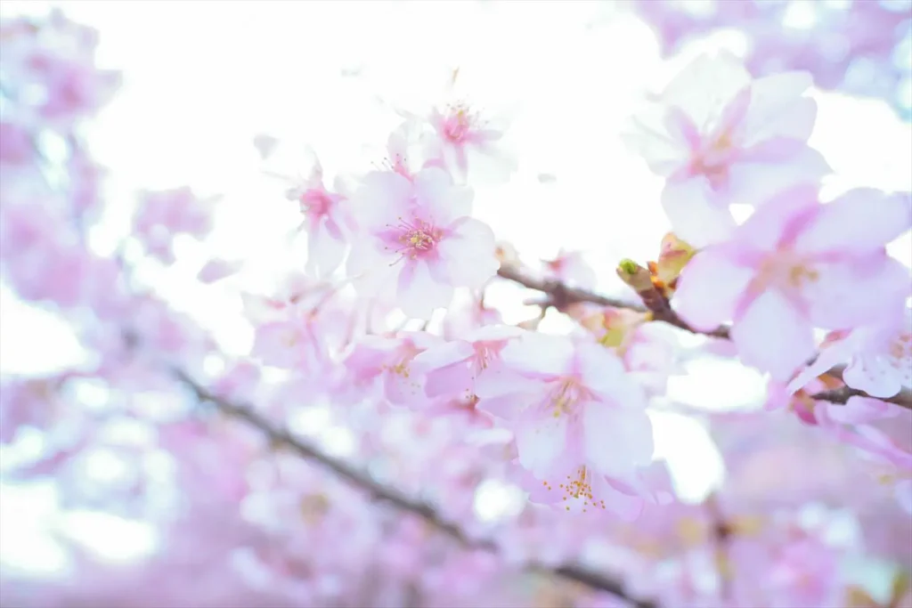 ソニーE11mm F1.8の作例