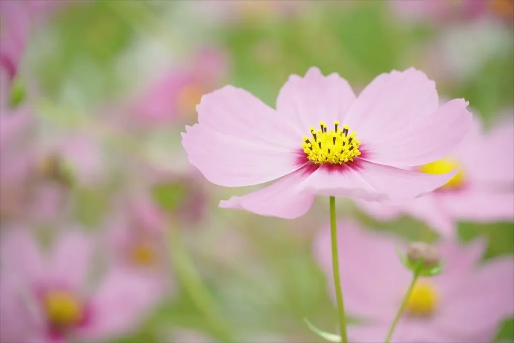 ソニー E 18-135mm F3.5-5.6 OSSを装着したα6400で撮った写真　花