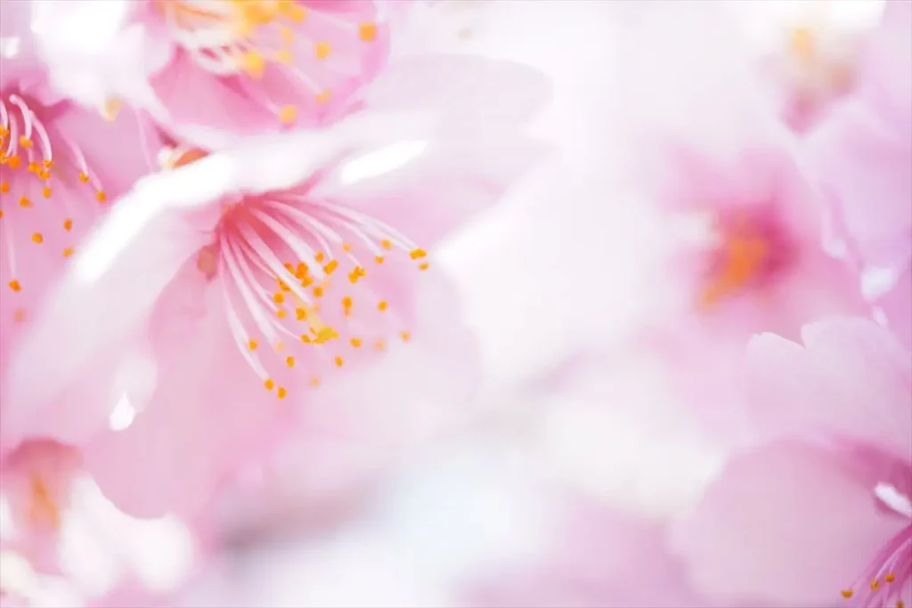 ソニーE 30mm F3.5 Macro を装着したα6400で撮った作例　花のアップ