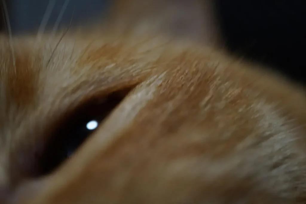 ソニーE 30mm F3.5 Macro を装着したα6400で撮った作例　猫のアップ