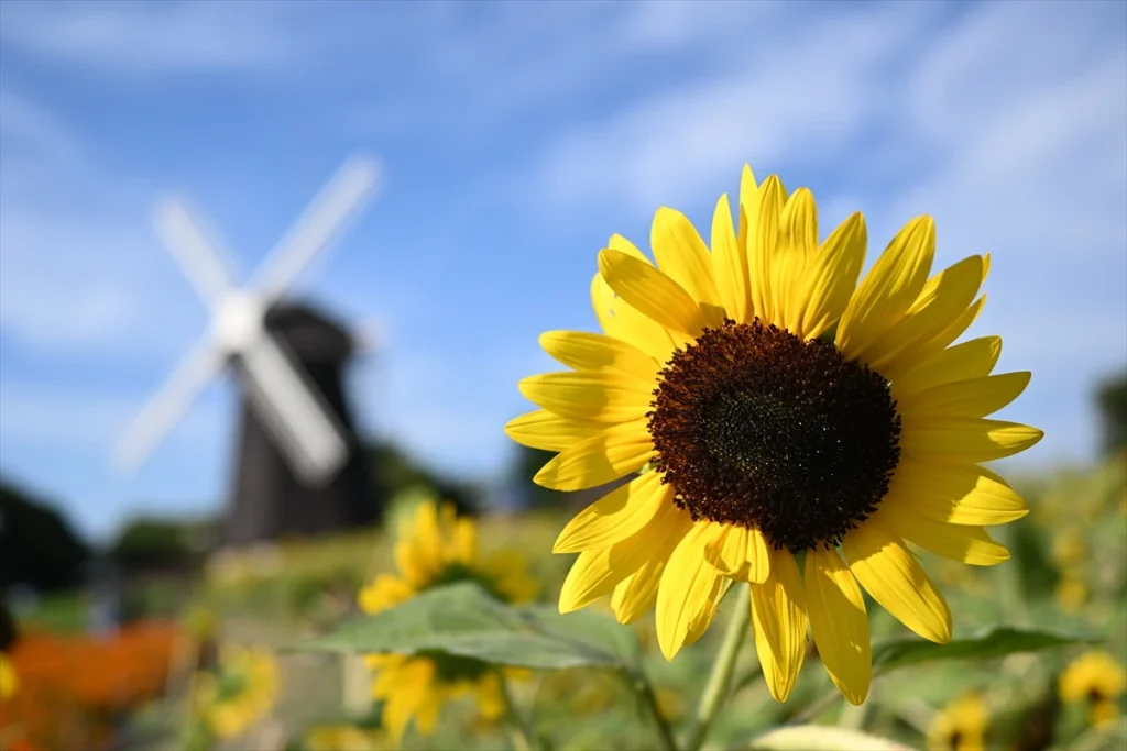 ニコンZ50IIと単焦点レンズ NIKKOR Z 28mm f/2.8 で撮影された作例　ひまわり　背景は大きくボケている