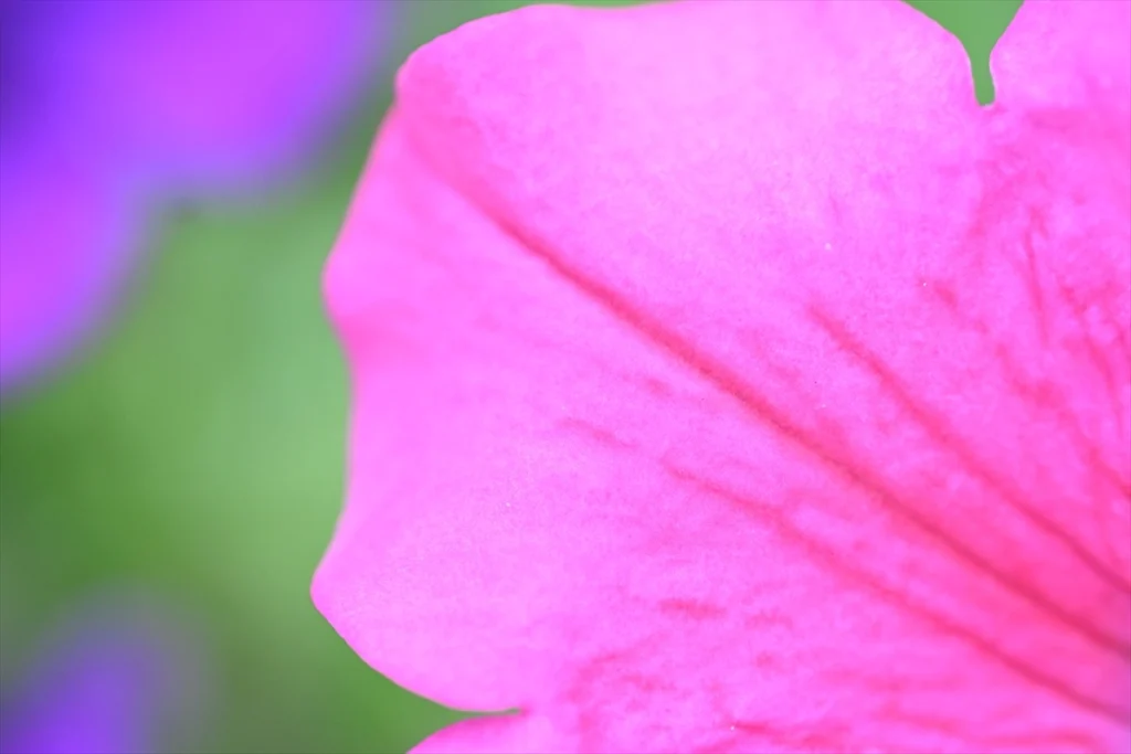 NIKKOR Z MC 50mm f/2.8で撮った作例　花びら