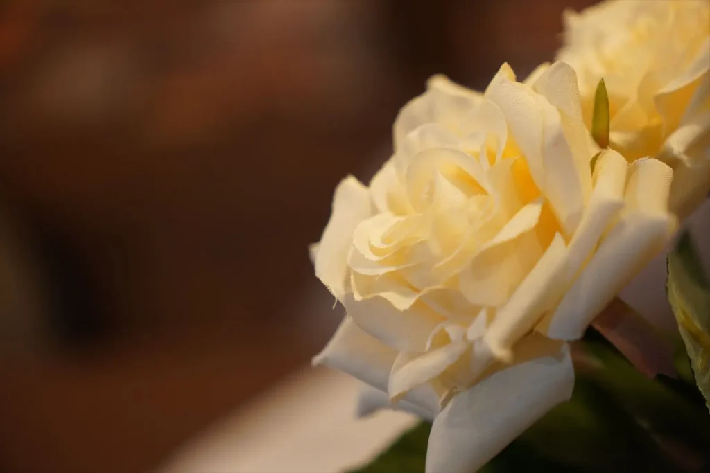 シグマ18-50mm F2.8 DC DN作例　花