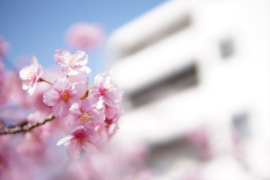 α6400とSIGMA30mmF1.4で撮った桜の画像 F1.4で背景がきれいにぼけている