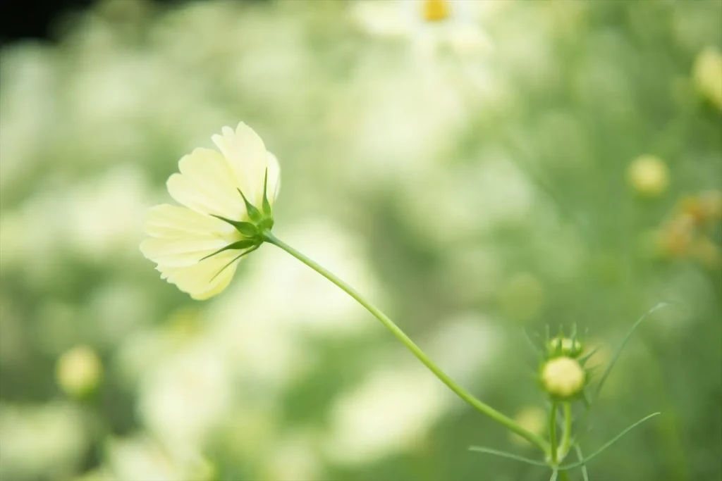 α6700とSIGMA 30mm F1.4 DC DNで撮影した花(F1.4)