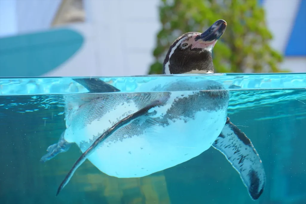 E 18-135mm F3.5-5.6 OSSで撮ったスナップ写真 ペンギン