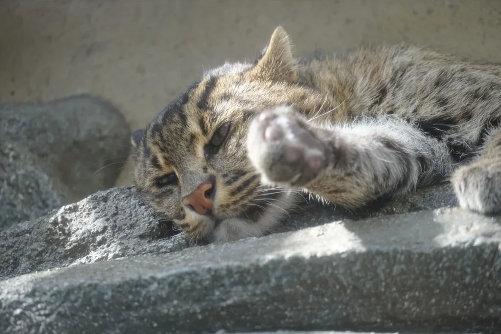 E 18-135mm F3.5-5.6 OSSで撮られたヤマネコの写真