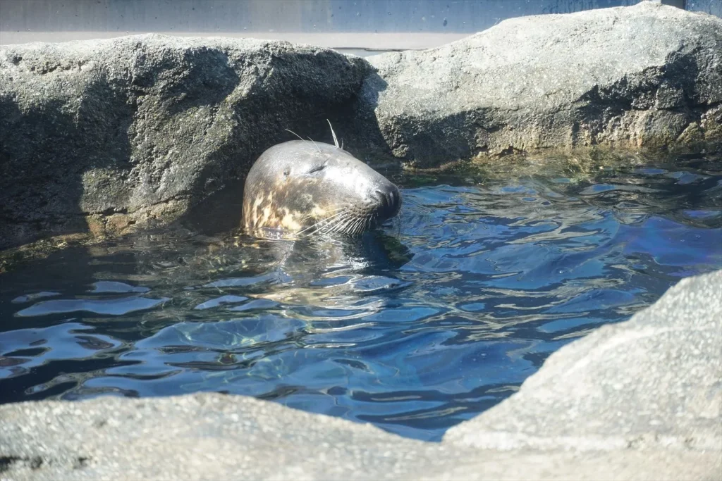 アシカの写真