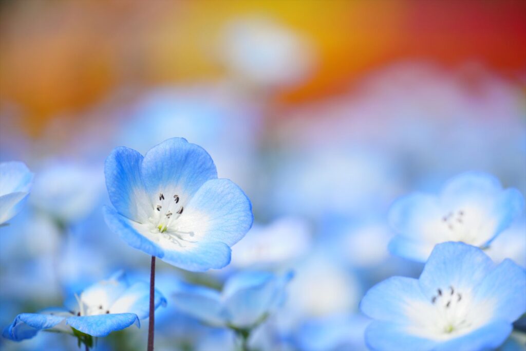 E 18-135mm F3.5-5.6 OSSで撮った花の写真 背景が奇麗にぼけている