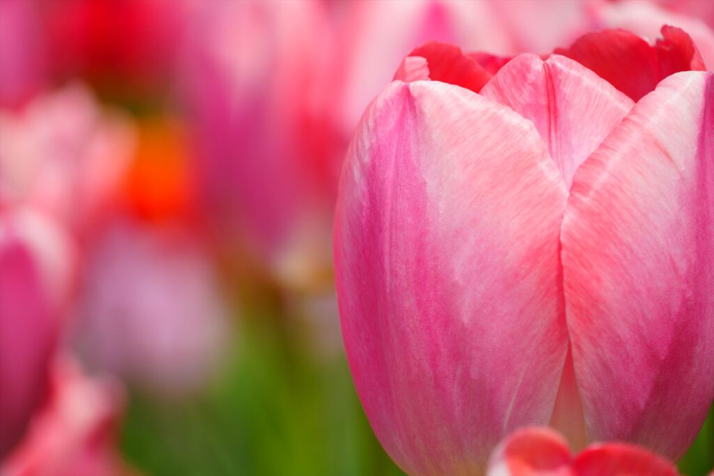 α6700で撮影された花の写真 背景がぼけている