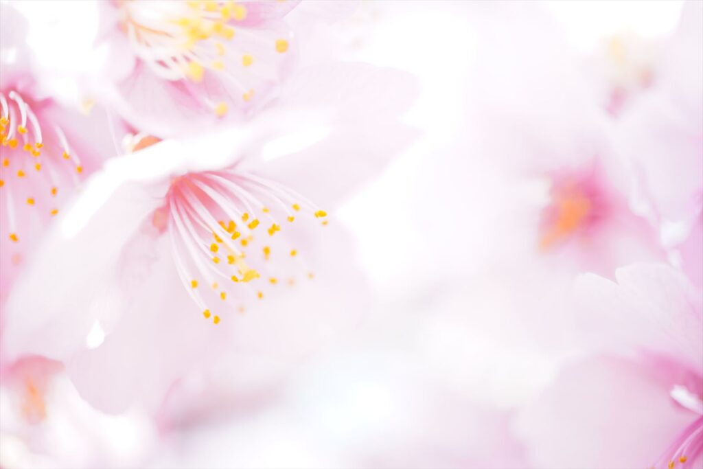 α6400とSony E 30mm F3.5 Macroで撮ったマクロの作例 桜