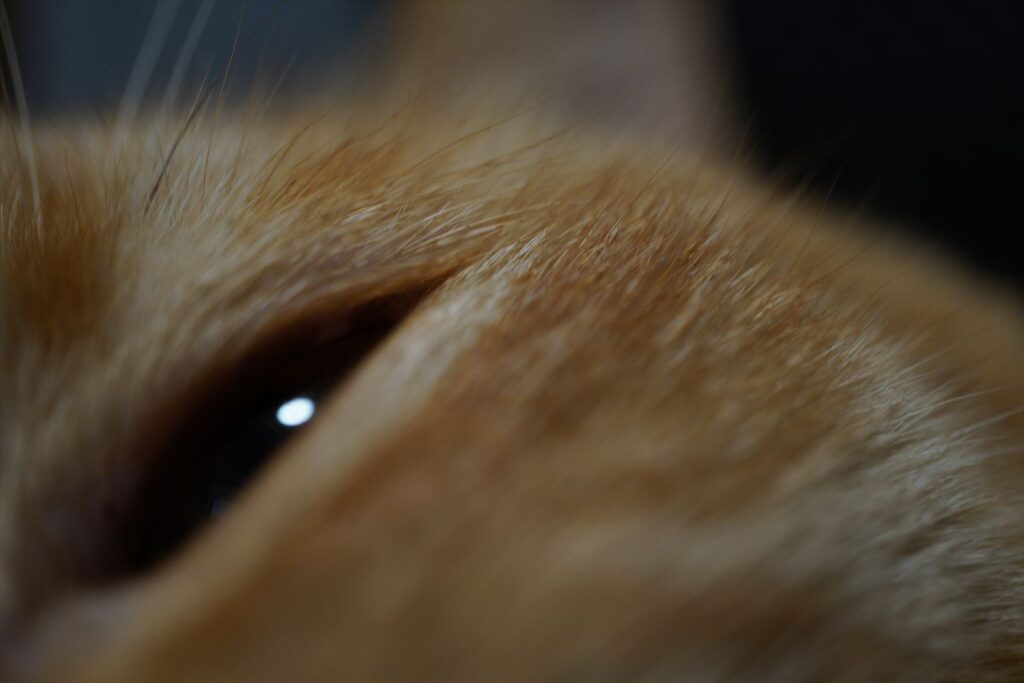 猫のドアップ写真