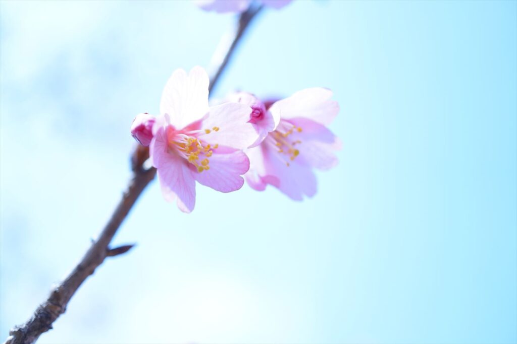 α6400とSony E 30mm F3.5 Macroで撮ったスナップの作例 桜