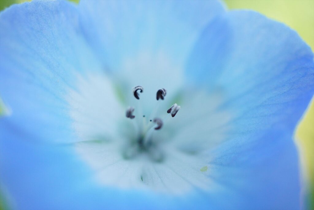 ネモフィラのドアップ写真