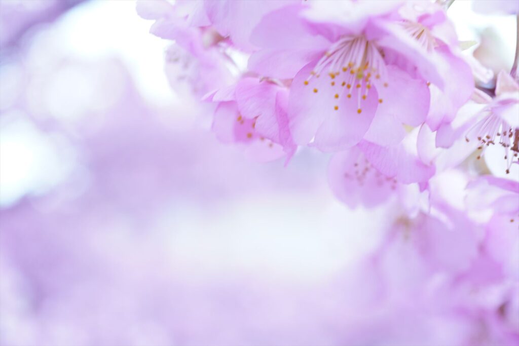 微ぶれした桜の写真