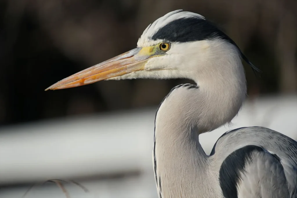 TAMRON 18-300mm F/3.5-6.3 Di III-A VC VXDの作例　アオサギ　300mm