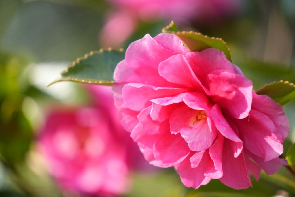 TAMRON 18-300mm F/3.5-6.3 Di III-A VC VXDの作例　花　300mm