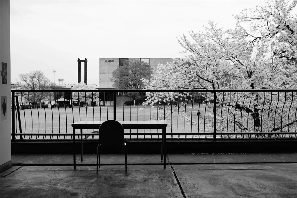 ZV-E10とSIGMA30mmF1.4で撮った桜の画像 F9なのでシャープなスナップになっている