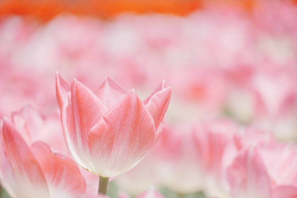 作例写真　背景が綺麗にぼけたチューリップ