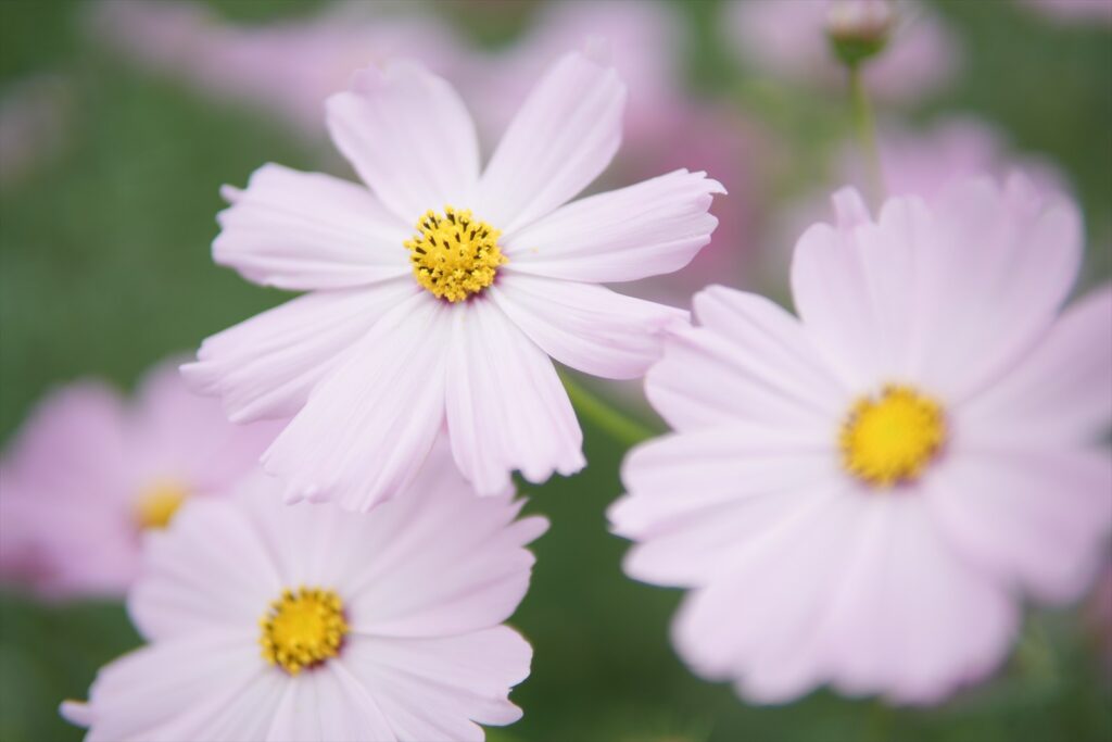 作例写真　花