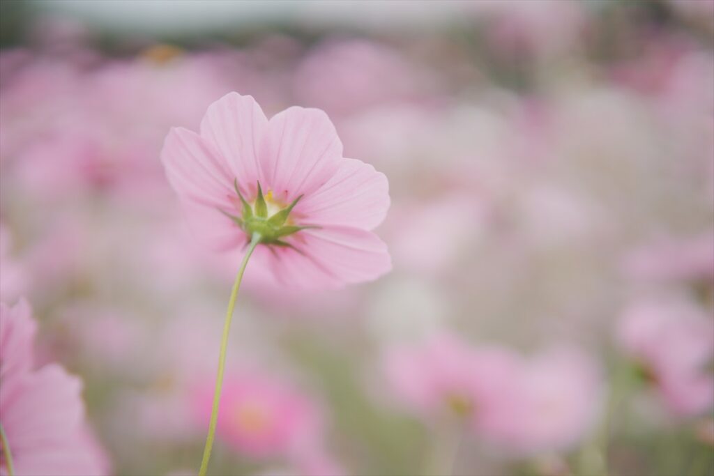 F1.4の作例写真　花