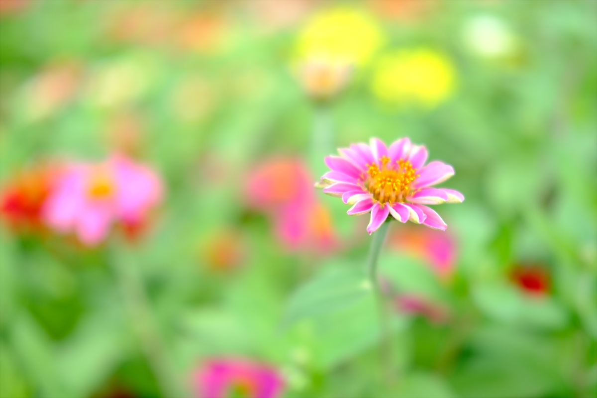 XC35mmF2で撮影したピンク色の花と背景のボケ
